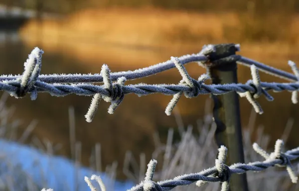 Frost, macro, the fence
