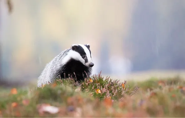 Animal, black and white, Badger