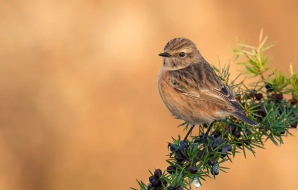 Picture birds, branch, female, stonechat