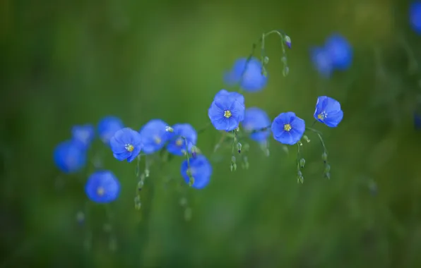 Flowers, green, background, blue