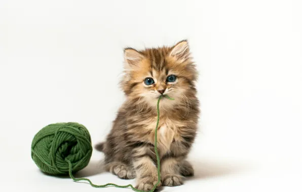 Picture cat, tangle, kitty, the game, white background, Daisy, © Benjamin Torode, green thread