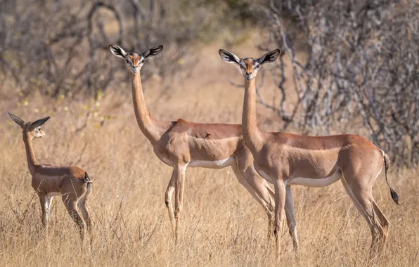 Picture antelope, African, gerenuk, giraffidae Gazelle