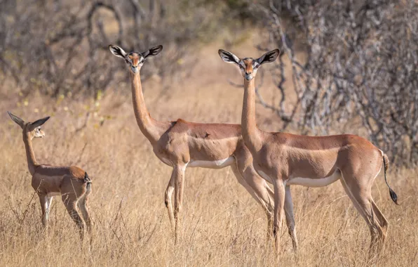 Antelope, African, gerenuk, giraffidae Gazelle