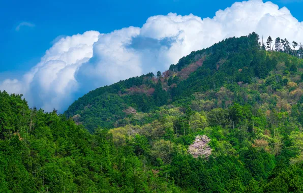 Greens, forest, the sky, the sun, clouds, trees, mountains, Japan