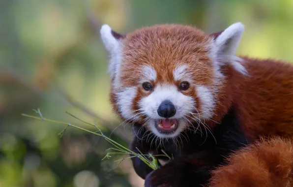 Picture language, face, nature, pose, background, portrait, mouth, red Panda