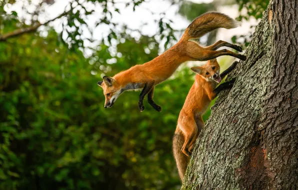 Greens, branches, nature, pose, tree, jump, Fox, trunk