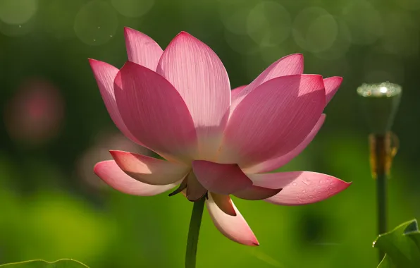 Light, flowers, green, background, petals, stem, Lotus, pink
