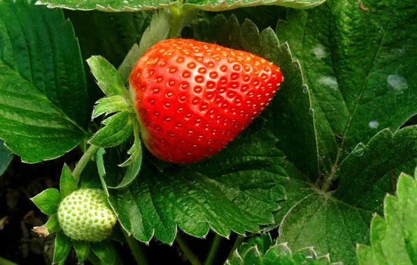 Picture leaves, macro, berries, strawberry