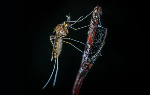 Macro, The mosquito, Sprig, Insect, Macro, Insect, Mosquito, Paws