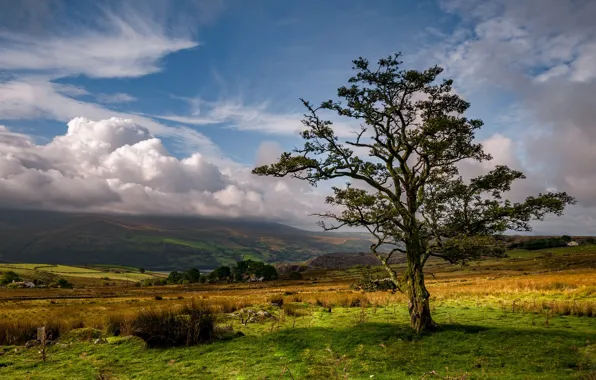 Clouds, tree, valley, Wales, Nantl