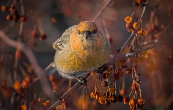 Picture winter, branches, nature, berries, bird, Schoor