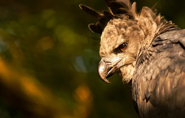 Picture look, light, bird, portrait, harpies, predatory