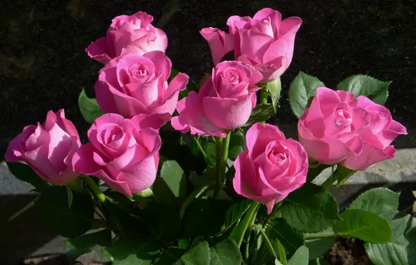 Picture roses, buds, pink, roses, Buet