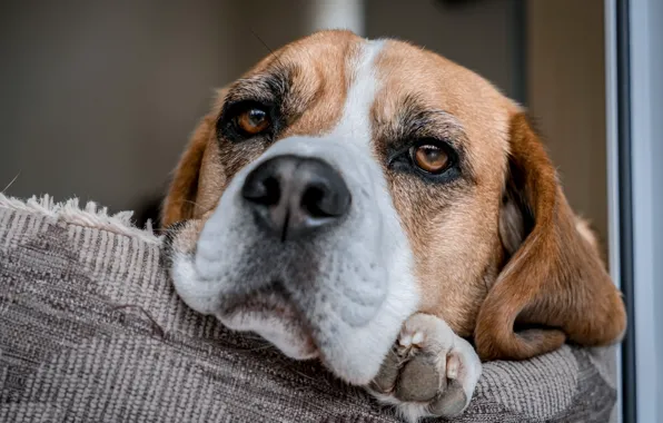 Look, each, dog