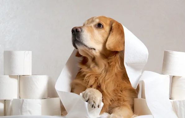 Look, paper, each, dog
