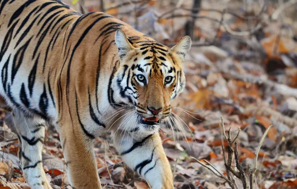 Picture nature, tiger, strip, predator
