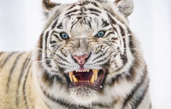 Winter, white, face, snow, tiger, portrait, mouth, fangs