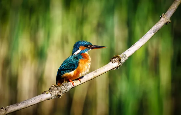 Bird, branch, Kingfisher, bird