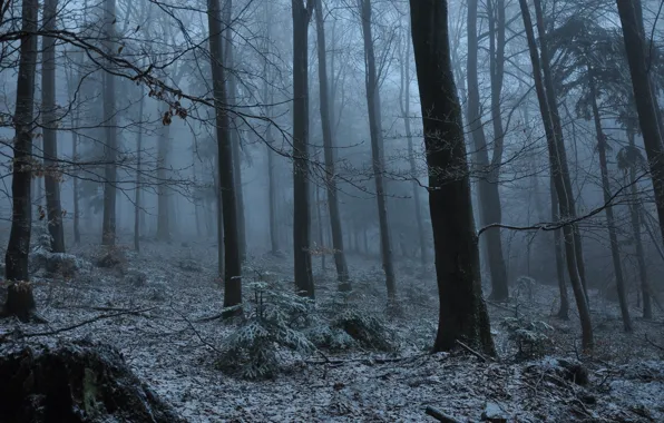 Winter, forest, snow, trees, nature, fog