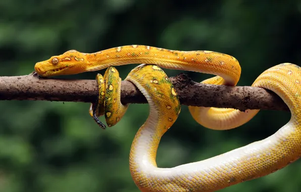 Background, snake, branch, Python, yellow