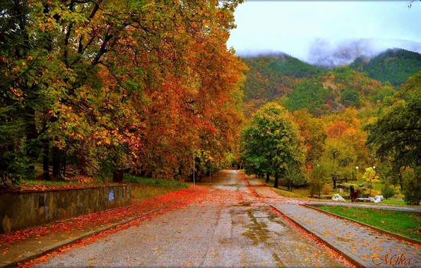 Picture Road, Autumn, Trees, Fall, Autumn, Colors, Road, Trees