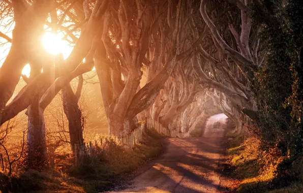 Road, trees, landscape, nature, morning