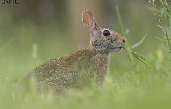 Grass, nature, hare, chews, DUELL ©