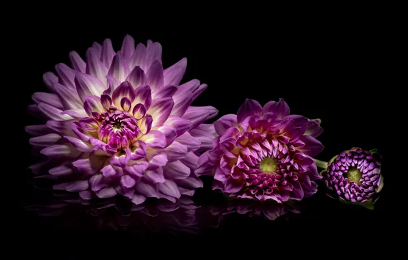 Picture reflection, lilac, Dahlia