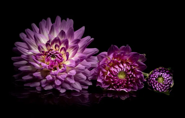 Picture reflection, lilac, dahlias