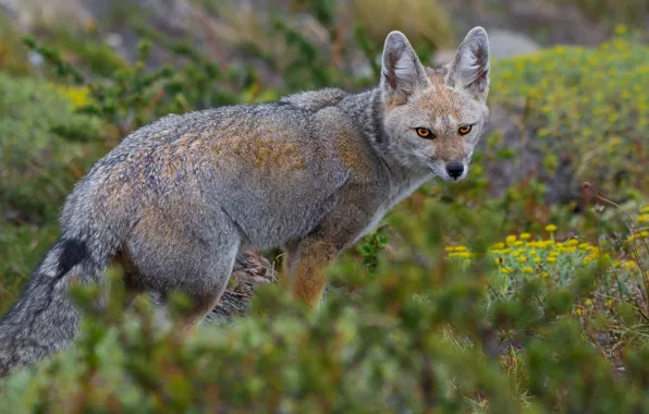 Wallpaper look, grass, coyote, face