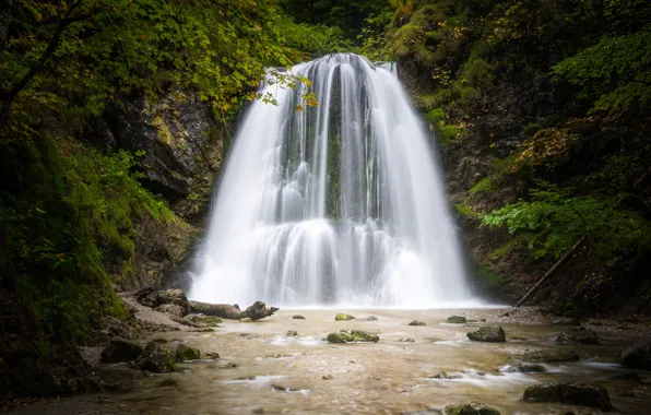 Picture forest, trees, stream, stones, waterfall