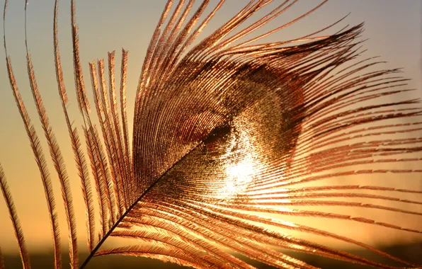 The sky, macro, sunset, peacock feather