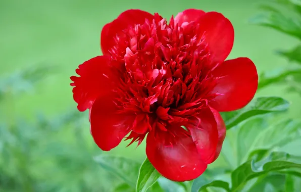 Flower, petals, Bud, peony