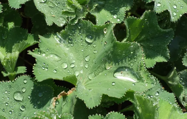 Green, water, leaves, water drops, drops, sunny, transparent, Plant