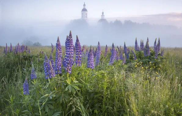 Greens, field, summer, grass, trees, flowers, nature, fog