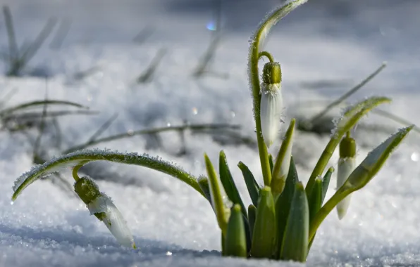 Snow, primrose, snowdrop