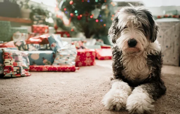 Picture each, dog, gifts