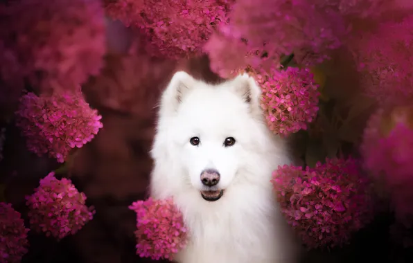 Look, flowers, nature, pose, dog, face, hydrangea, Samoyed