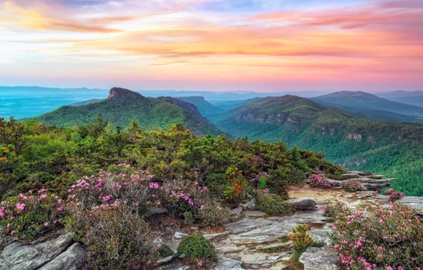 Forest, the sky, flowers, mountains, stones, panorama, USA, the bushes