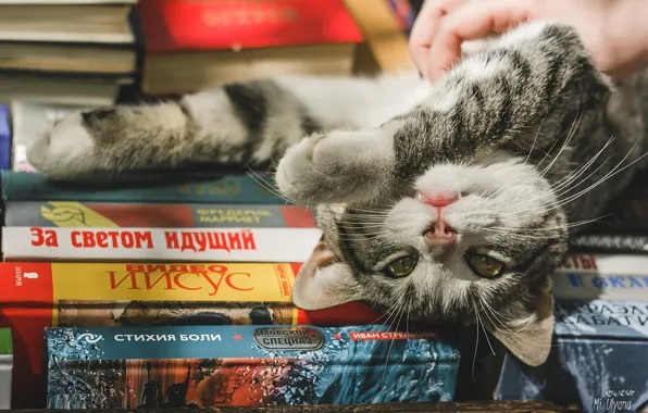 Cat, look, books, legs, muzzle, cat, Juliana Mizinova