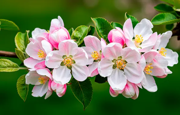 Leaves, flowers, background, Wallpaper, branch, spring, wallpaper, Apple