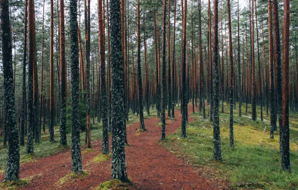 Picture grass, forest, trees, nature, leaves, Estonia, fresh air, Viru Bog