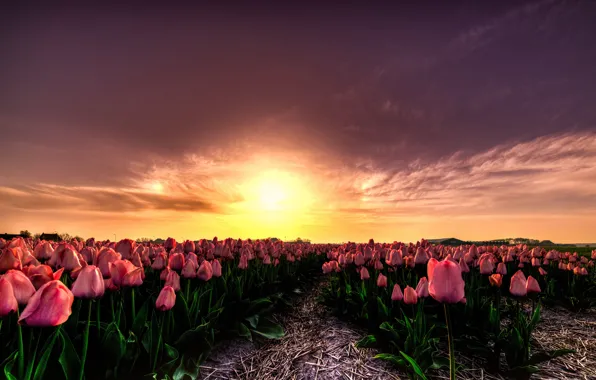 Field, the sun, clouds, light, sunset, flowers, beauty, the evening