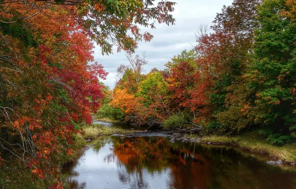 Autumn, forest, the sky, trees, river, stones