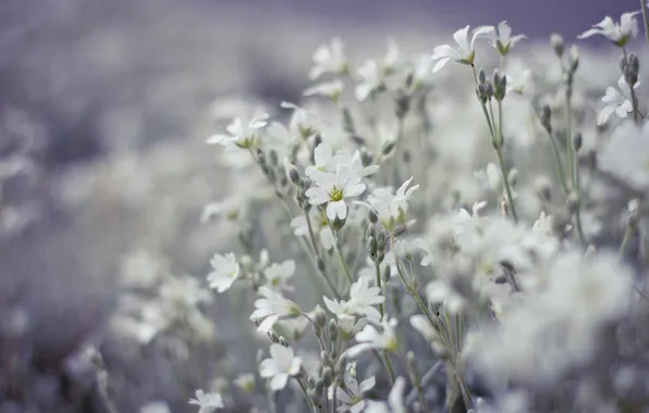 Field, flowers, blur, white