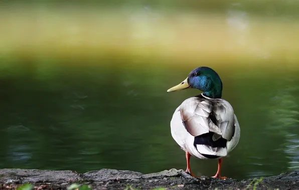 Picture nature, lake, duck