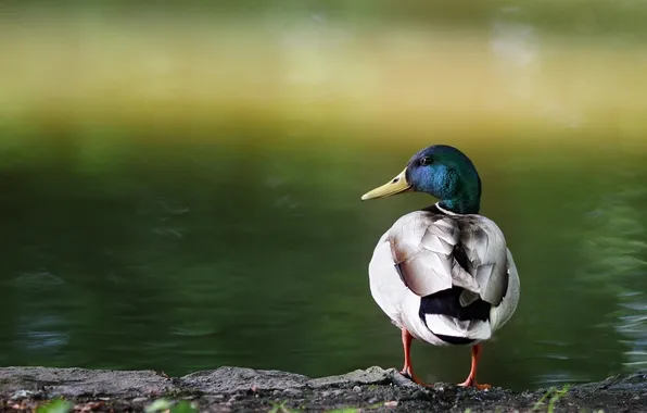 Nature, lake, duck