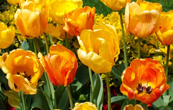 Bright, yellow, tulips, red, colorful, closeup