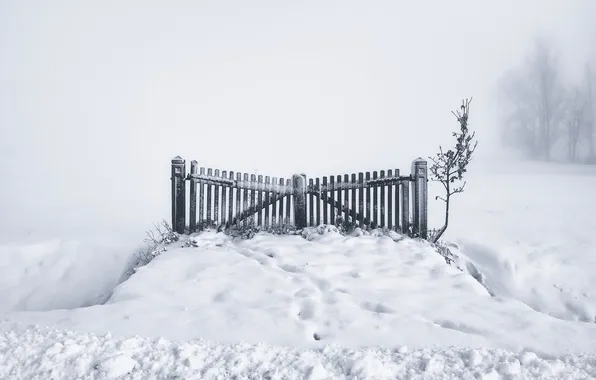Picture winter, snow, fog, gate