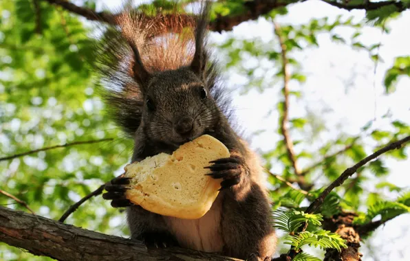 Tree, cookies, protein, heart